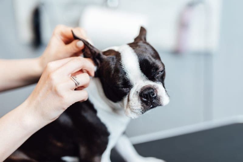 Bleeding in Dog's Ears: Causes & Treatment Bleeding in Dog's Ears: Causes & Treatment