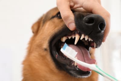 Dog Dental Care - How to Take Care of Your Dog's Teeth Dog Dental Care - How to Take Care of Your Dog's Teeth