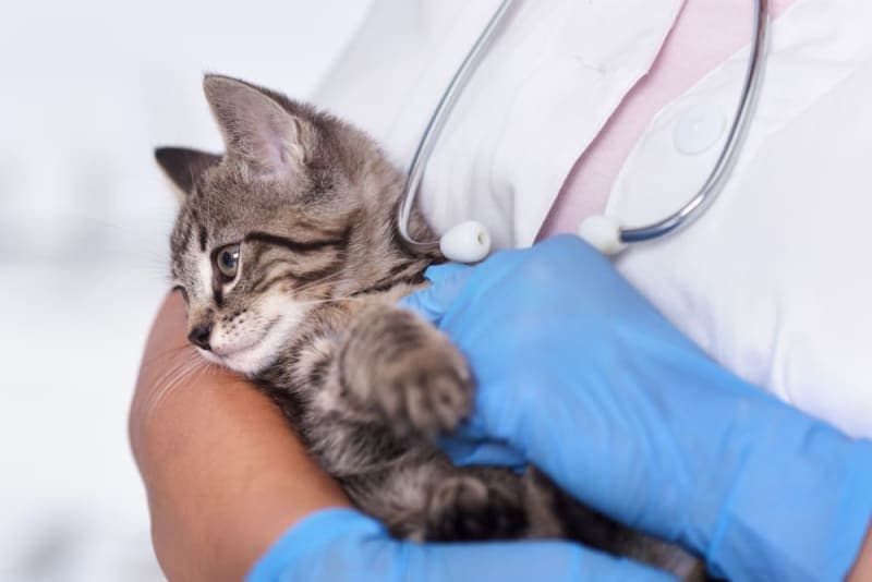 Kitten's First Vet Visit: What to Expect Kitten's First Vet Visit: What to Expect