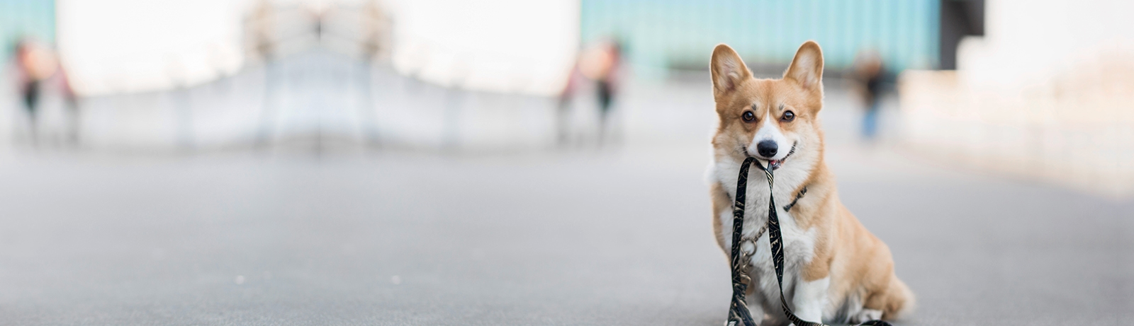 thomasville-veterinary-hospital-banner-3 thomasville-veterinary-hospital-banner-3