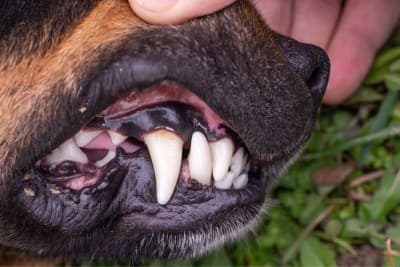 Cavities In Dogs: Causes, Symptoms And Treatment Cavities In Dogs: Causes, Symptoms And Treatment
