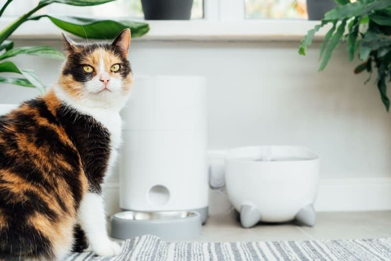 My cat won't drink water! What should I do? My cat won't drink water! What should I do?