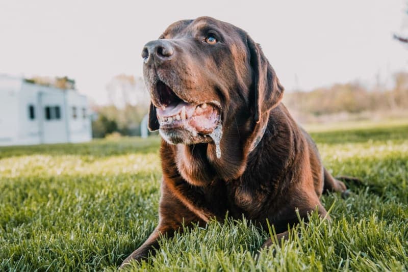Drooling in Dogs: Why They Do It & What to Do Drooling in Dogs: Why They Do It & What to Do