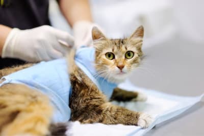 PU Surgery in Cats & Recovery Process PU Surgery in Cats & Recovery Process