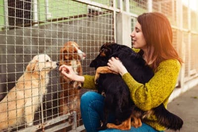 10 Reasons to Adopt a Shelter Dog 10 Reasons to Adopt a Shelter Dog