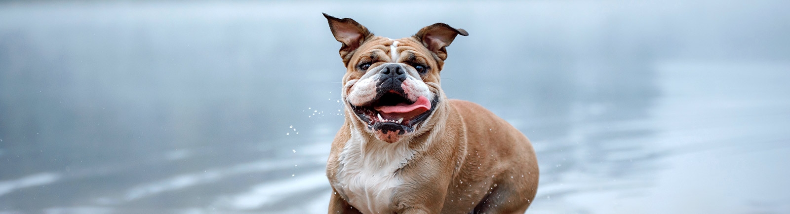 Cascade Veterinary Referral Center - About us Hero Cascade Veterinary Referral Center - About us Hero