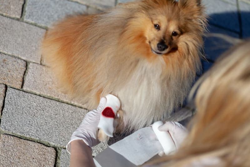 Pet First Aid: How to Give Pets First Aid Pet First Aid: How to Give Pets First Aid
