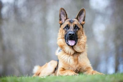 Osteoarthritis in Dogs - Symptoms & Treatments Osteoarthritis in Dogs - Symptoms & Treatments