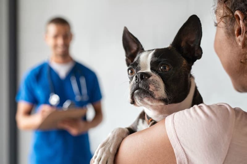 Vaccine Reactions in Dogs: Everything You Should Know Vaccine Reactions in Dogs: Everything You Should Know