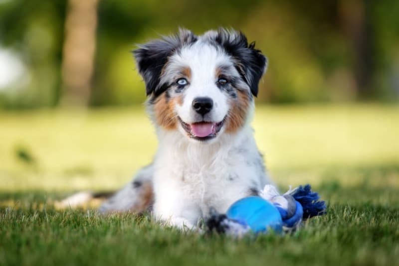 Puppy’s First Vet Visit: Checklist & What to Expect Puppy’s First Vet Visit: Checklist & What to Expect