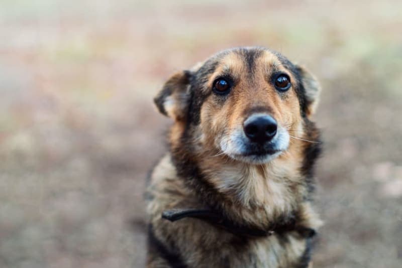 Parainfluenza in Dogs Parainfluenza in Dogs