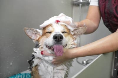 Grooming Puppies: When & How to Do It Grooming Puppies: When & How to Do It