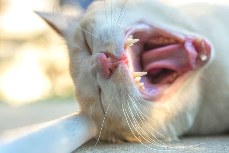 Tooth Resorption in Cats Tooth Resorption in Cats