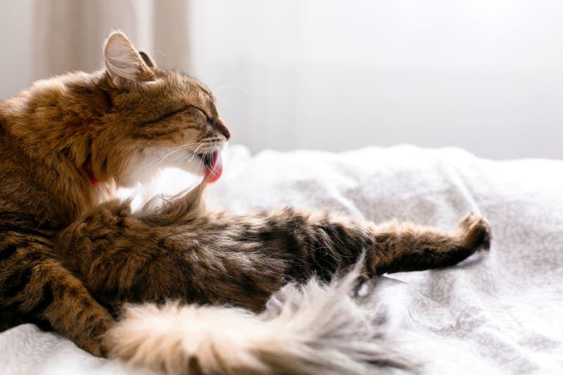 How to Stop Cat Overgrooming How to Stop Cat Overgrooming