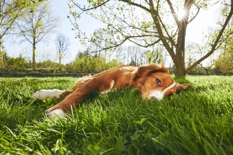 Dog Behavior Changes After Vaccination Dog Behavior Changes After Vaccination