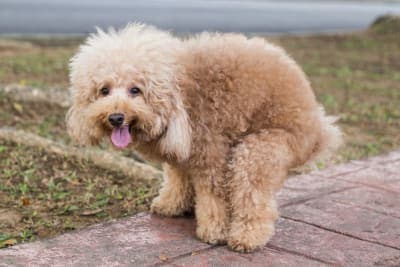 The Importance of Regular Fecal Exams for Pets The Importance of Regular Fecal Exams for Pets