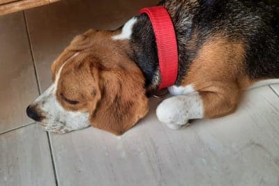 Heatstroke in Dogs Heatstroke in Dogs