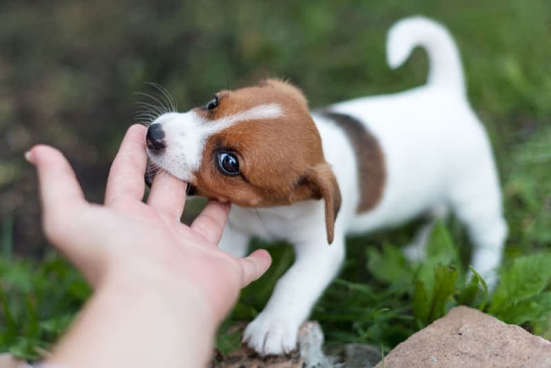 Teething Puppies: Tips & Tricks Teething Puppies: Tips & Tricks