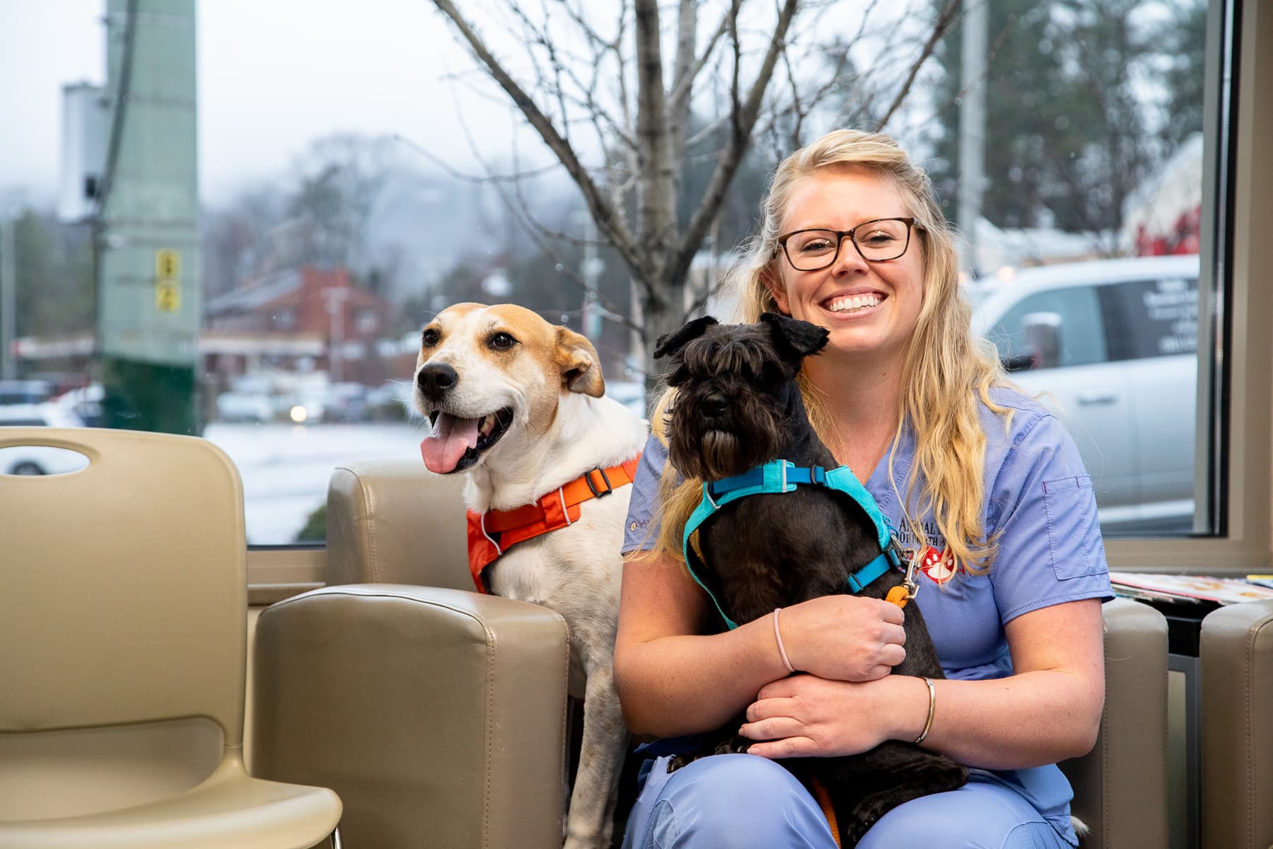 2 dog image 2 dog image