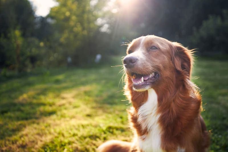 Heatstroke in Dogs: Signs, Treatment & Prevention Heatstroke in Dogs: Signs, Treatment & Prevention
