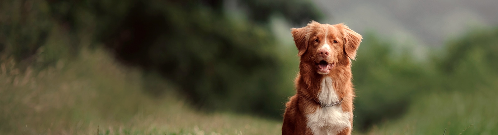 Sweetwater Veterinary Clinic Sweetwater Veterinary Clinic