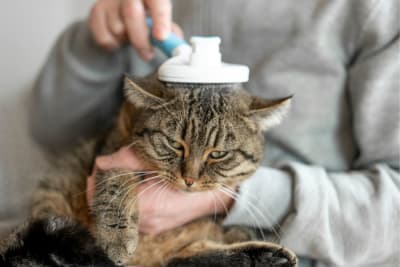 How to Groom Your Senior Cat: What You Need To Know How to Groom Your Senior Cat: What You Need To Know