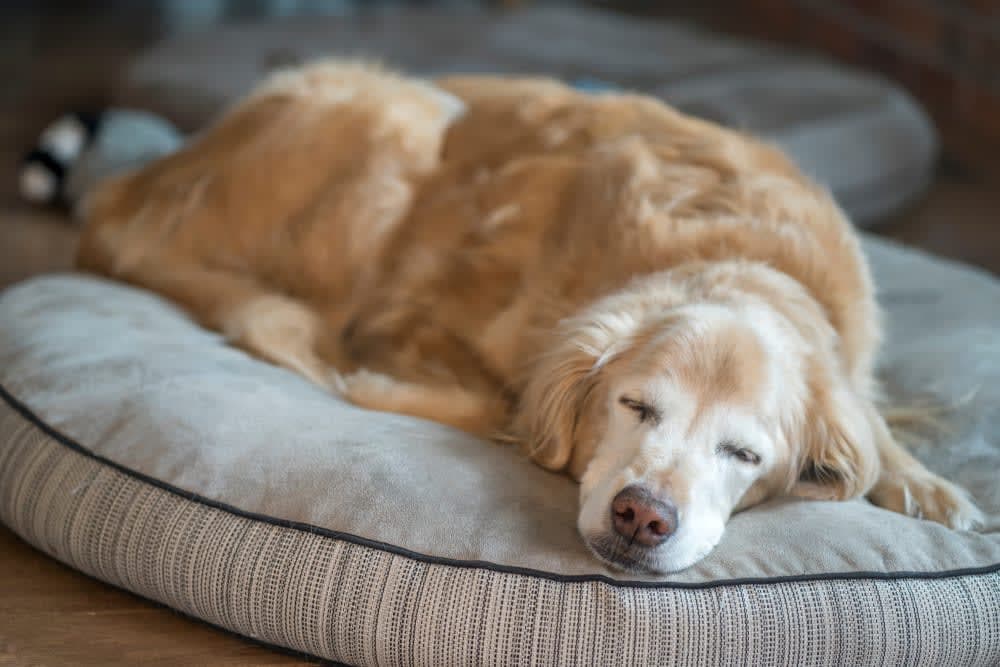 What is parainfluenza in dogs? What is parainfluenza in dogs?
