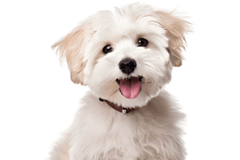 Teething in Puppies: Tips & Tricks Teething in Puppies: Tips & Tricks