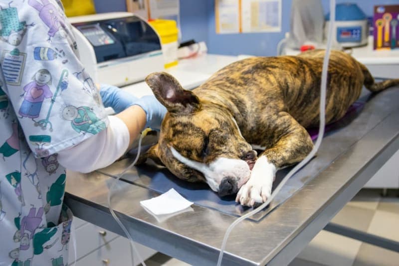 Anesthesia for Dogs Anesthesia for Dogs