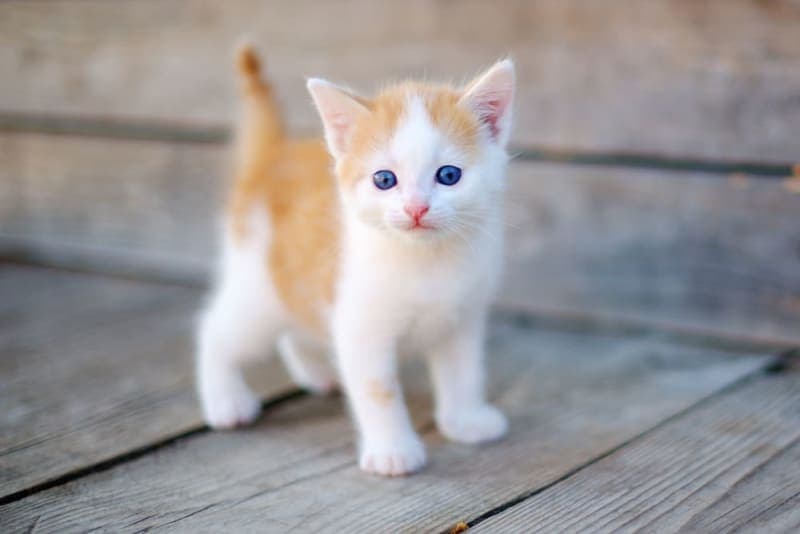 Kitten Age Chart: How to Tell How Old a Kitten Is? Kitten Age Chart: How to Tell How Old a Kitten Is?