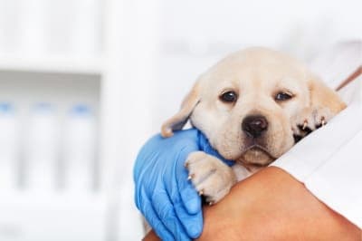 How often should I take my dog to the vet? How often should I take my dog to the vet?