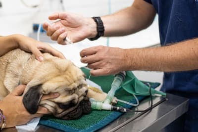 Anesthesia for Dogs Anesthesia for Dogs