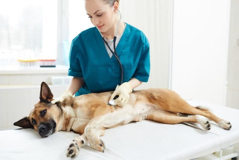 Vomiting in Dogs Vomiting in Dogs