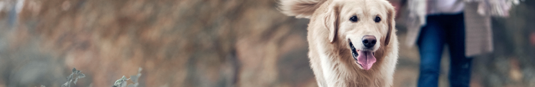 thomasville-veterinary-hospital-banner-3 thomasville-veterinary-hospital-banner-3