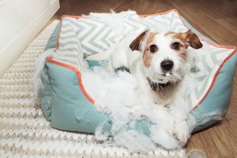 Dog Chewing Problems: Why They Chew & How To Stop Them Dog Chewing Problems: Why They Chew & How To Stop Them