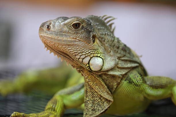 Iguana Iguana