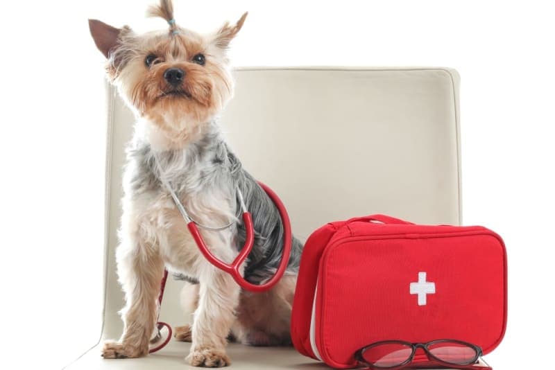 Pet First Aid Guide: How to Give Pets First Aid Pet First Aid Guide: How to Give Pets First Aid