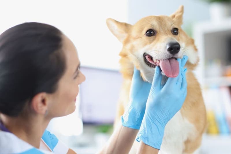 What is parainfluenza in dogs? What is parainfluenza in dogs?