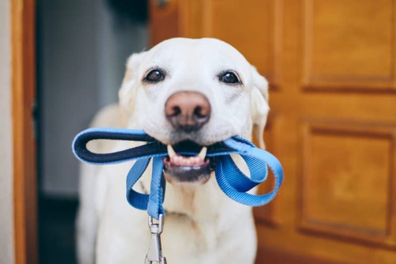 How to Deal with Leash Aggression in Dogs How to Deal with Leash Aggression in Dogs