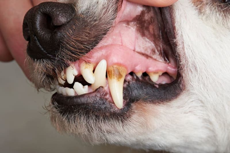 Signs Your Dog Needs a Dental Cleaning Signs Your Dog Needs a Dental Cleaning
