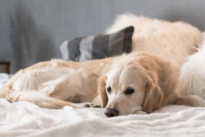 Dog Laryngitis: Symptoms, Causes, & Treatments Dog Laryngitis: Symptoms, Causes, & Treatments