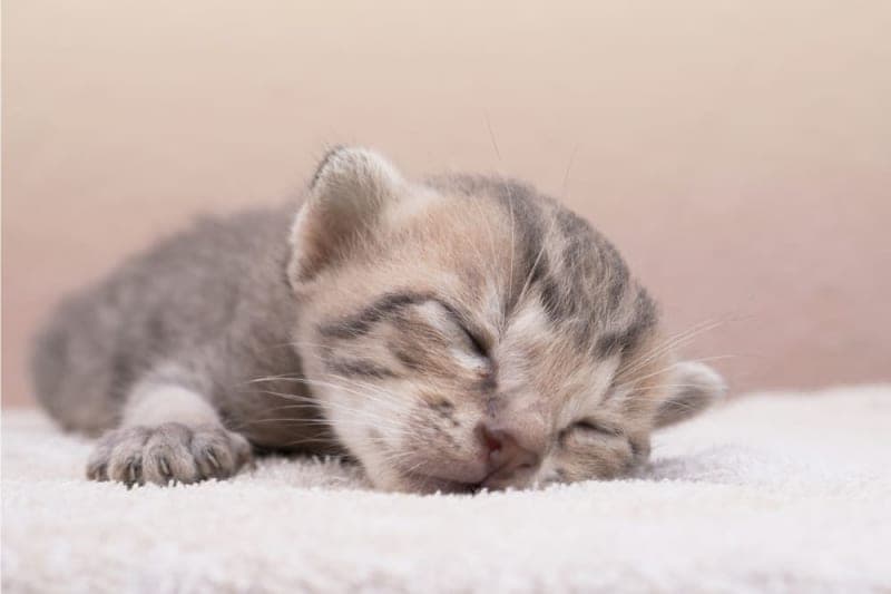 Newborn Kitten's First Vet Visit: What to Expect Newborn Kitten's First Vet Visit: What to Expect