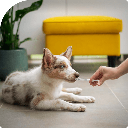 Inject Dog Inject Dog