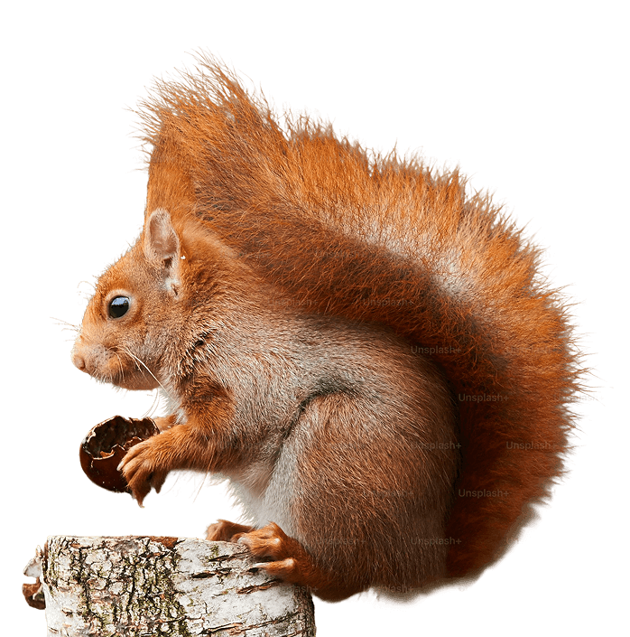 Exotic Animal Exotic Animal