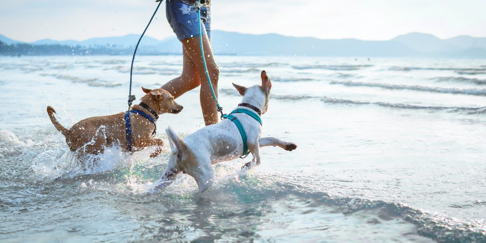 Powder Springs Animal Clinic Hero Image Powder Springs Animal Clinic Hero Image