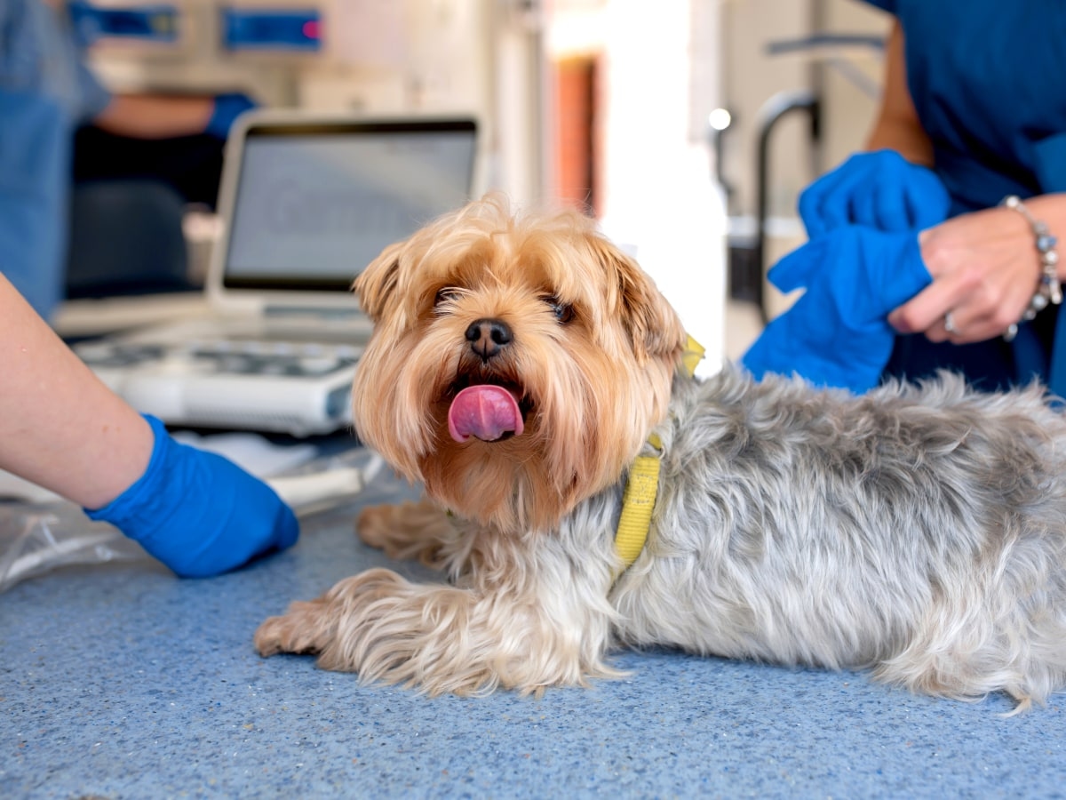 Vet in West Chester Hero Image Vet in West Chester Hero Image