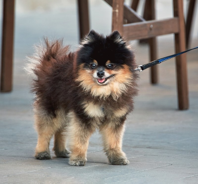 North Wake Animal Hospital Hero Image North Wake Animal Hospital Hero Image