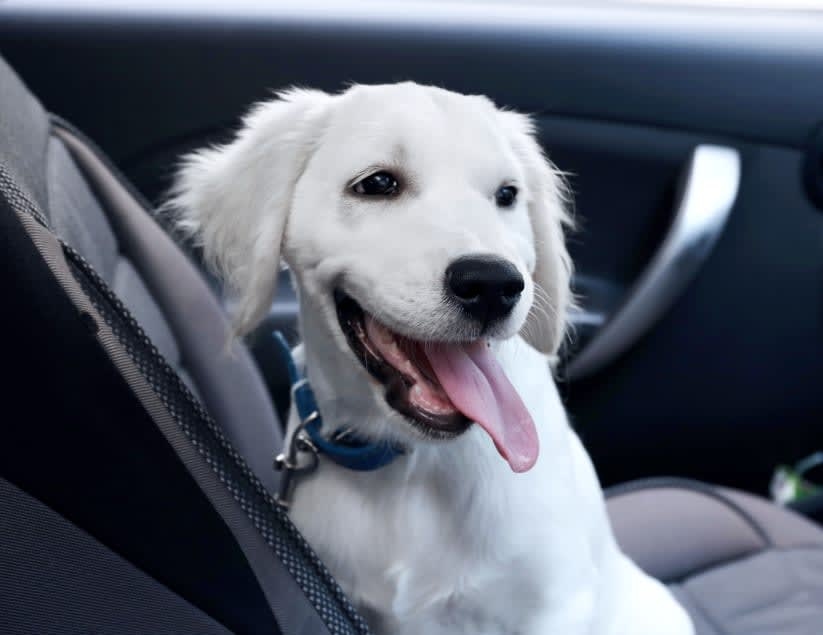 Oak Grove Animal Hospital Hero Image Oak Grove Animal Hospital Hero Image