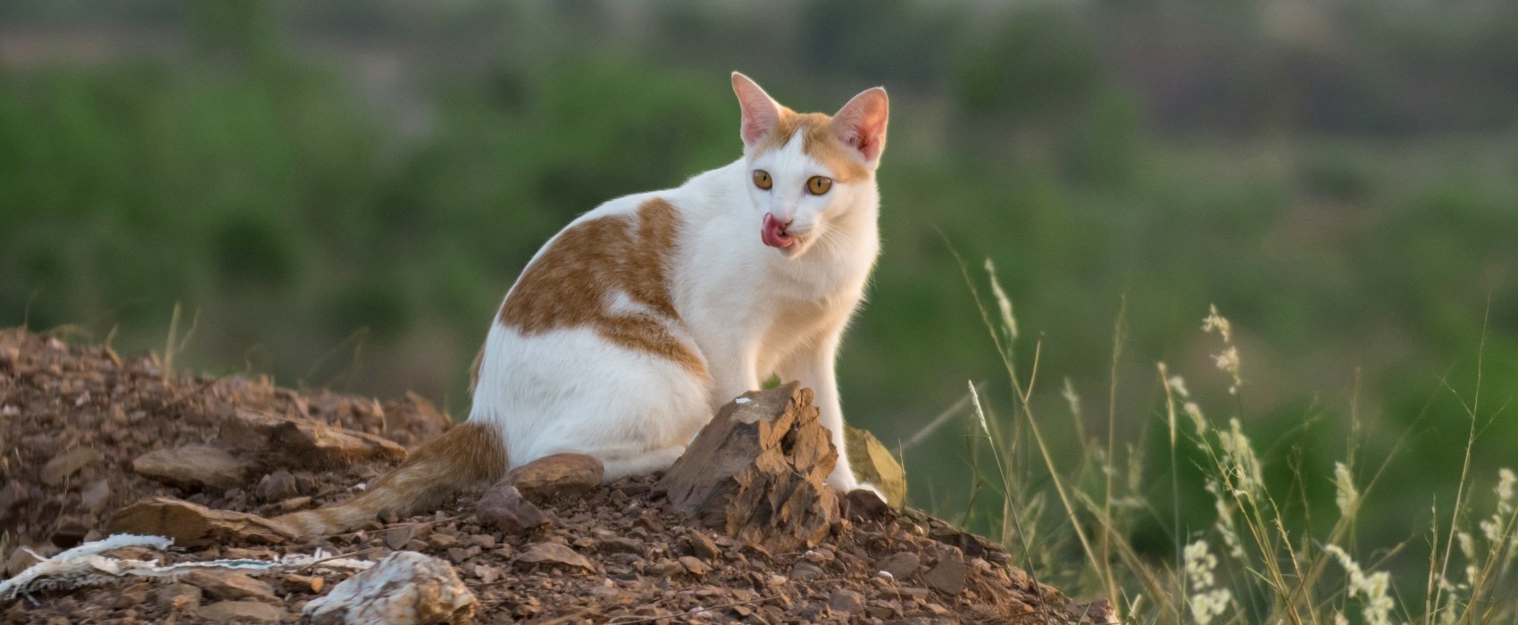 Lake Norman at Mooresville Animal Hospital Hero Image Lake Norman at Mooresville Animal Hospital Hero Image