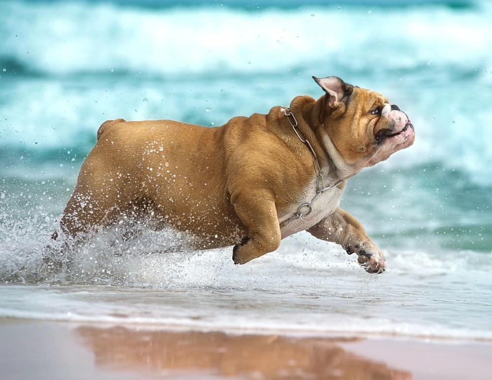 Torrance Companion Animal Hospital Hero Image Torrance Companion Animal Hospital Hero Image